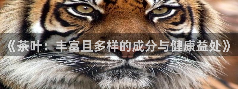 鸿运集团平台招聘