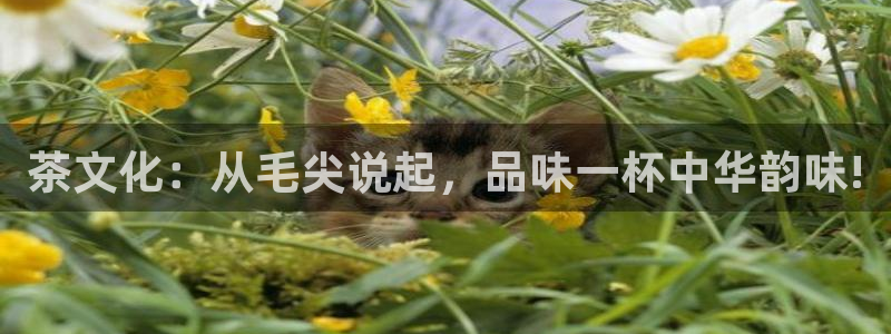 下载鸿运平台
