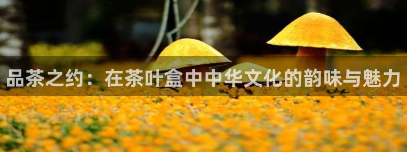 鸿运国际平台代理