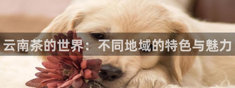 鸿运集团办公平台