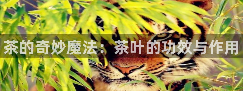 鸿运到平台注册