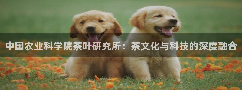 鸿运外贸直播平台