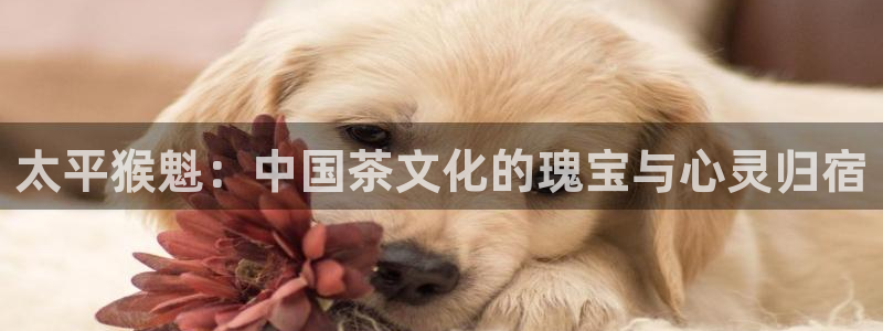 鸿运国际平台代理