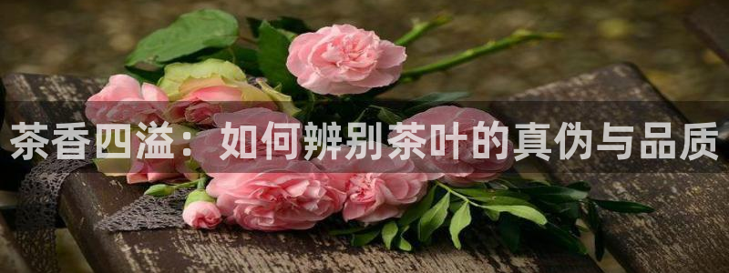 鸿运策略平台