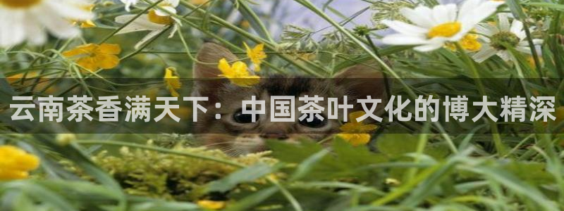 鸿运平台app下载