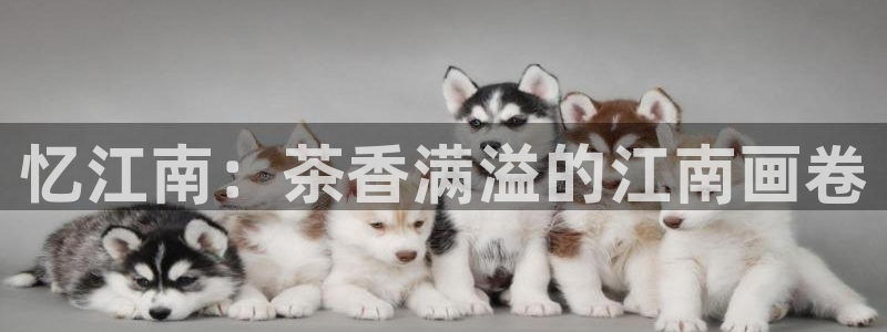 下载app鸿运平台