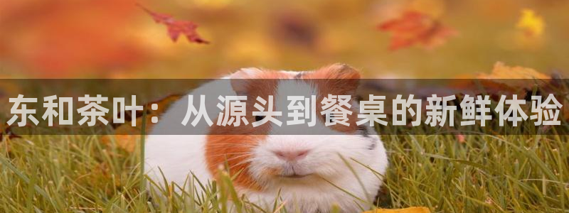 鸿运彩票 的平台