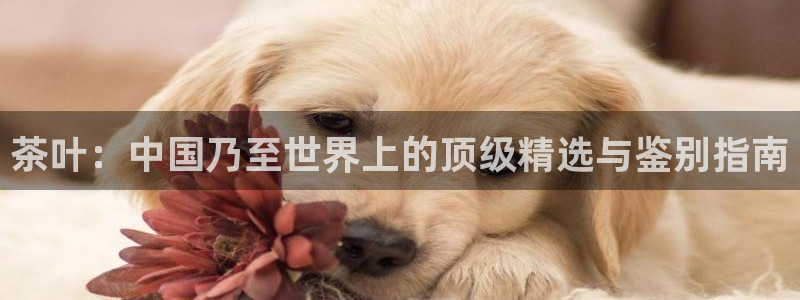 鸿运当头购物平台