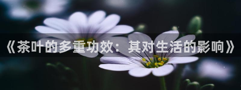 琥珀鸿运彩票平台