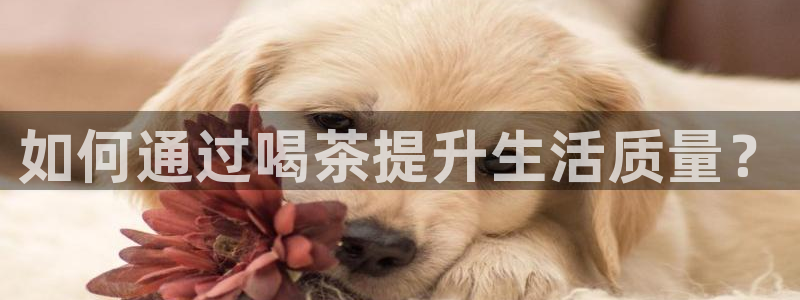 鸿运当头贷款平台