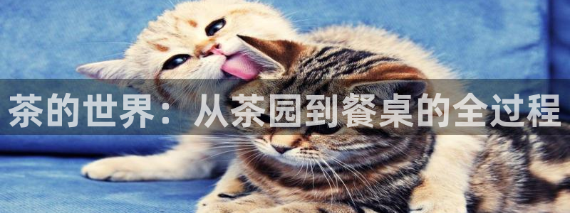 鸿运卡盟平台登录