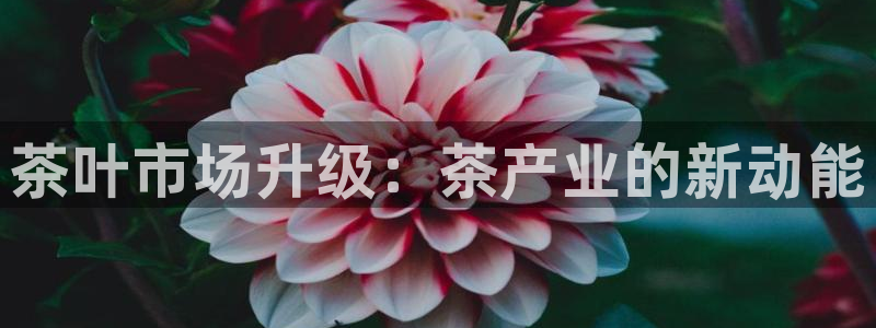鸿运卡盟平台